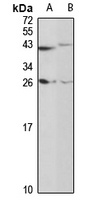 REG1 alpha antibody