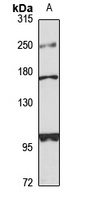 RERE antibody