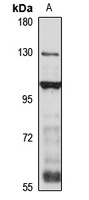 RFX1 antibody