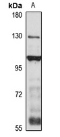 Anti-RFX1 Antibody