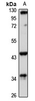 RGMA antibody
