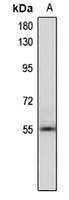 Anti-RGS3 Antibody