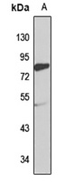 RHOT2 antibody