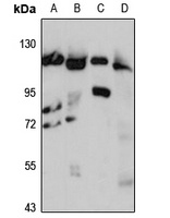 RIN2 antibody