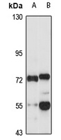 RMI1 antibody