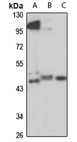 Anti-RMND5A Antibody