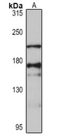 RNF17 antibody
