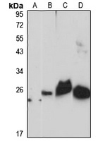 Anti-RNF181 Antibody