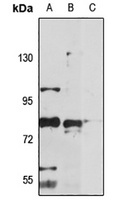RNF6 antibody
