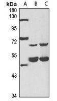 RNPC3 antibody