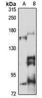 Anti-ROBO3 Antibody