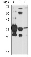 BXDC1 antibody