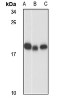 RPL18A antibody