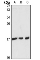 RPL36AL antibody