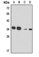 Anti-RPL7A Antibody