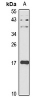 RPP25L antibody