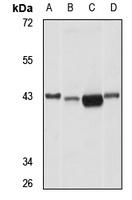 RPP40 antibody