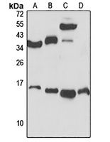RPS25 antibody