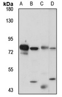 Anti-RSK3 Antibody