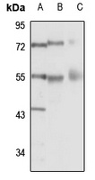 Anti-RTCB Antibody