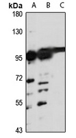 Anti-RTF1 Antibody