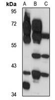 GPR100 antibody