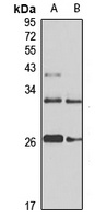 Anti-SAR1A Antibody