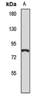 SATB2 antibody