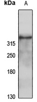 Nav1.3 antibody