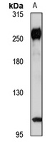 Anti-Scribble Antibody