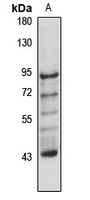 Anti-SEC23B Antibody