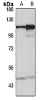 SEC24C antibody