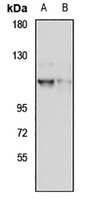 SEC24D antibody