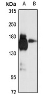 Anti-SEC31A Antibody