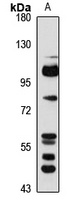 Semaphorin 3F antibody