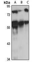 SERBP1 antibody