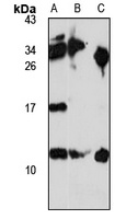 SAP10 antibody