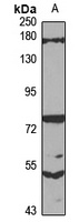 SFI1 antibody