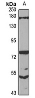 Anti-SFI1 Antibody