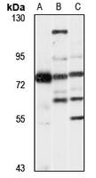 Shugoshin 1 antibody