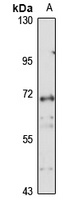 NSP1 antibody
