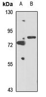 SH3BP2 antibody