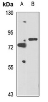 Anti-SH3BP2 Antibody