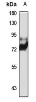 CIN85 antibody