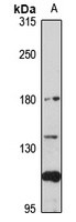 CD169_Sialoadhesin antibody