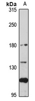 Anti-CD169 Antibody