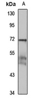Anti-CD170 Antibody