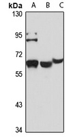 CD329 antibody