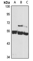 Siglec 9 antibody