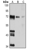 CD352 antibody